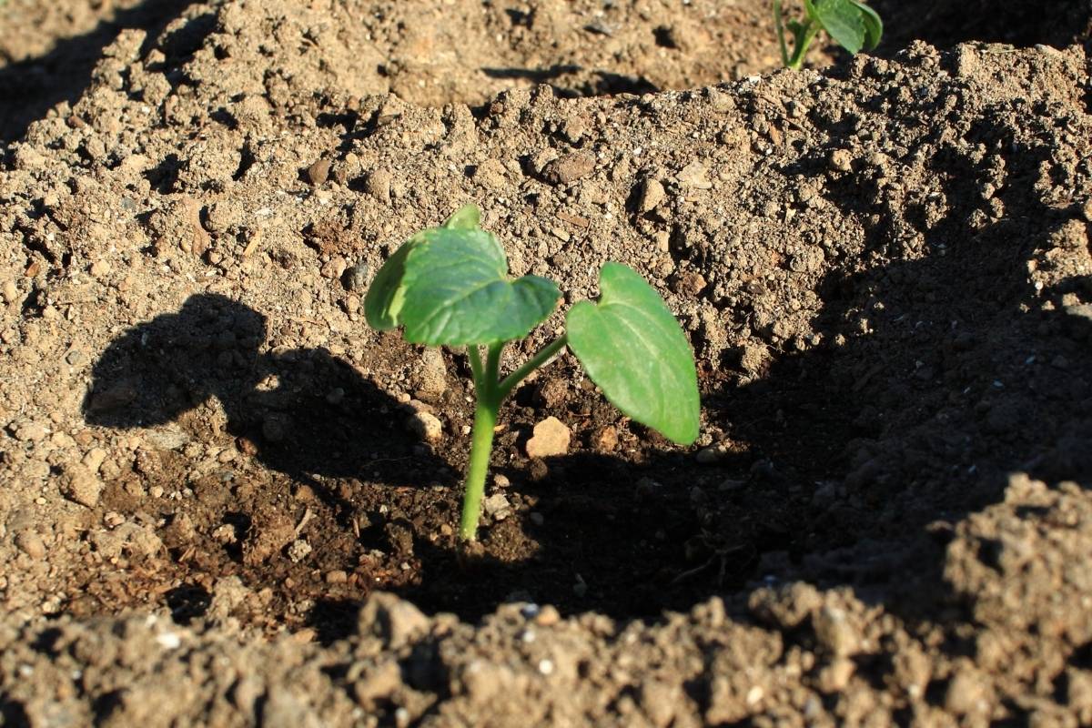 An Okra seedling