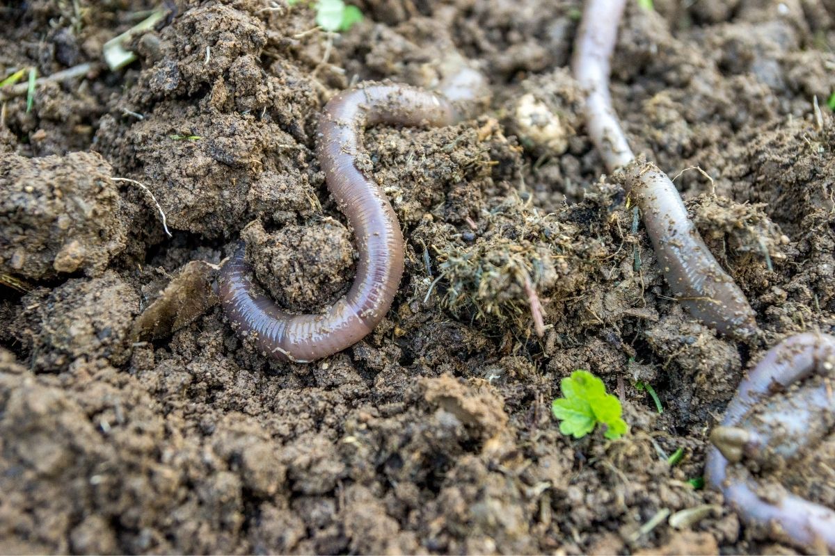 An earthworm in garden soil