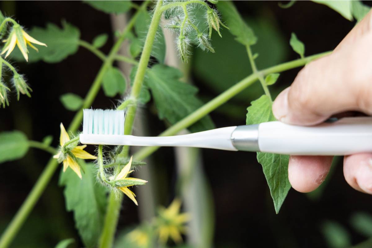 A person holding an electric toothbrush on the stem of a tomato plant