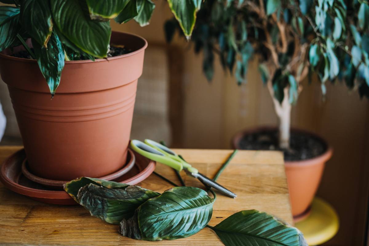 An indoor plant with several damaged leaves pruned off