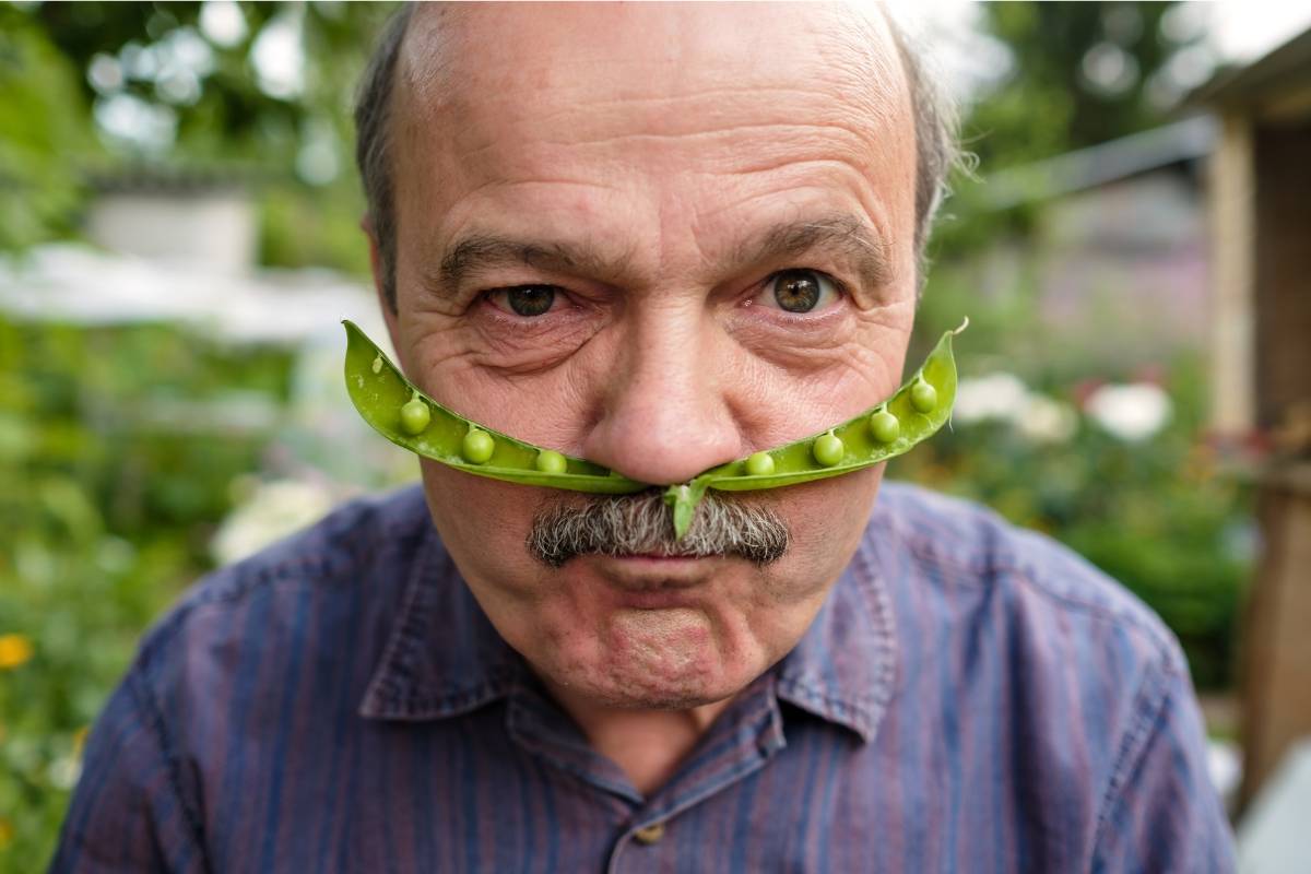 A humourous photo of an elderly man using a split in half snow pea for a moustache