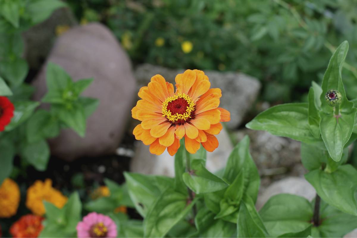 An orange zinnia flower growing in a home garden