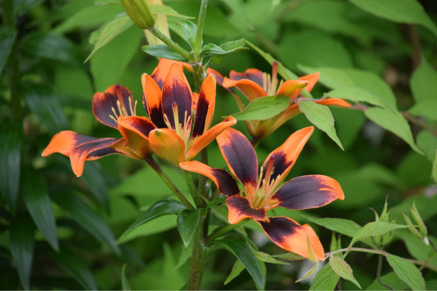 An unusual orange lilium