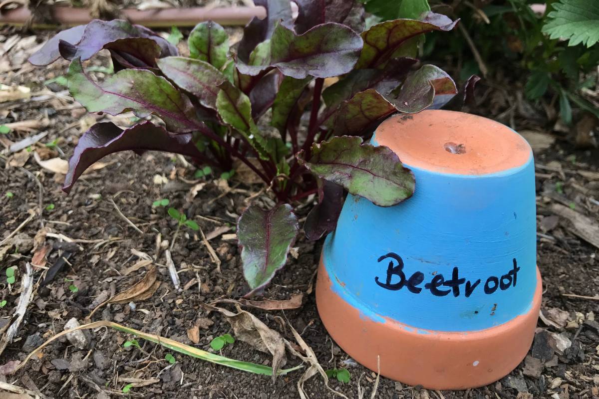 An upcycled terracotta pot used to label beetroot