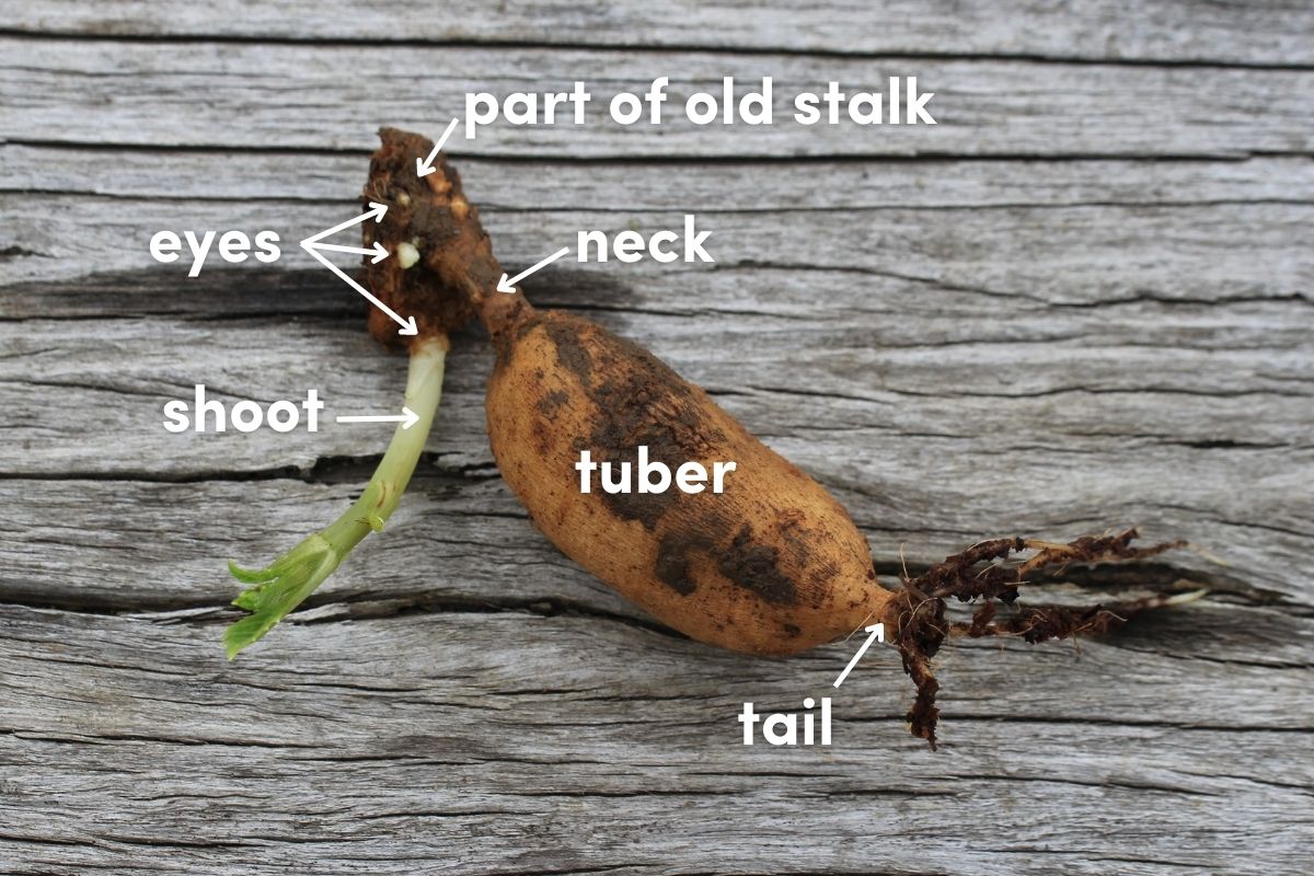 Anatomy of a dahlia tuber