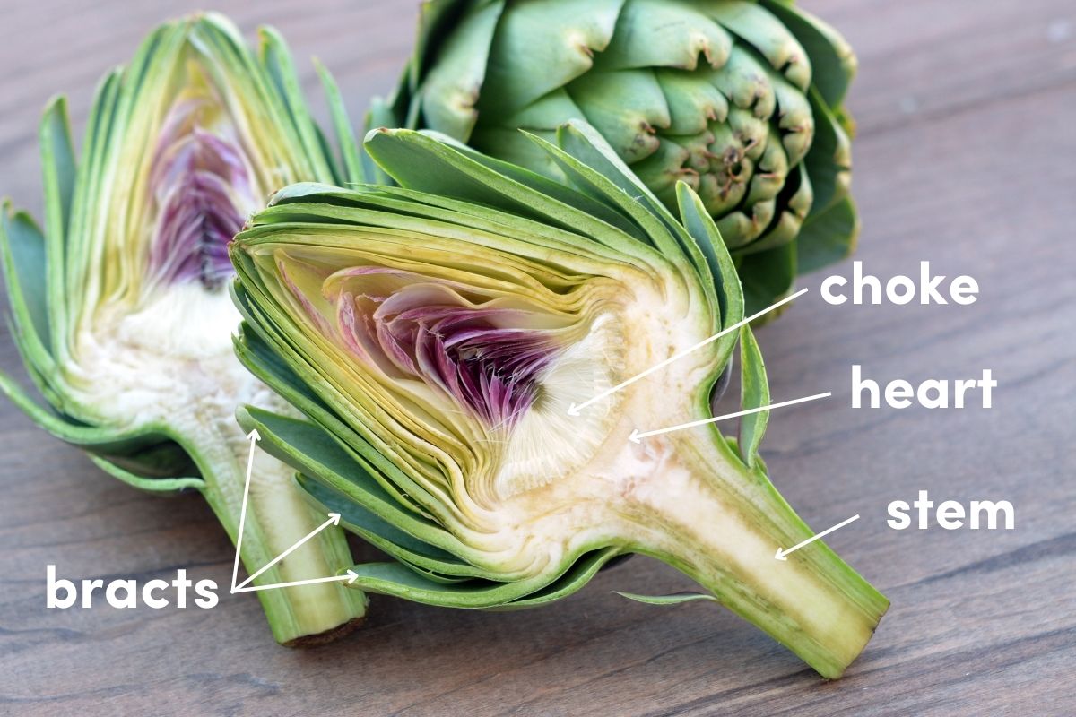 Anatomy of an artichoke bud