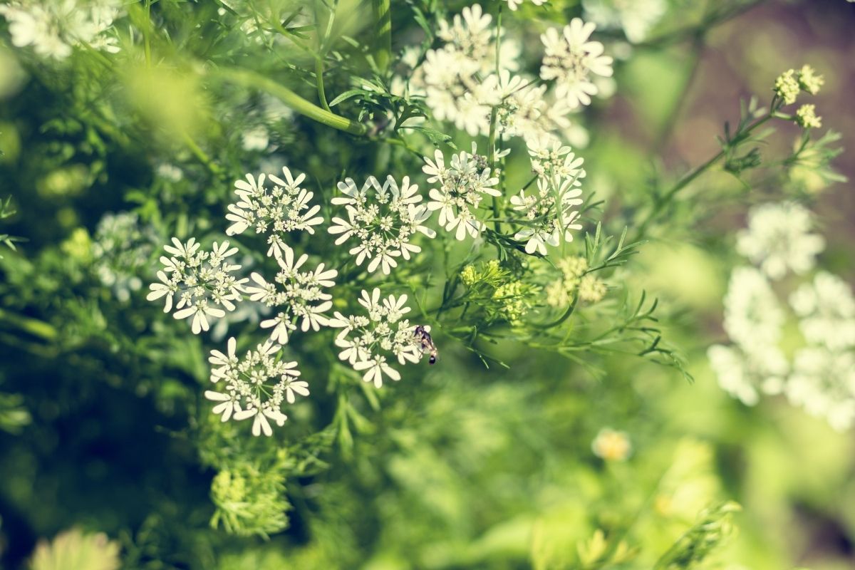 Liquorice-flavoured anise herb with delicate white flowers
