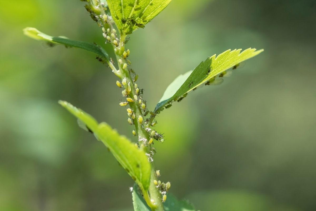 Aphids on the stem of a plant