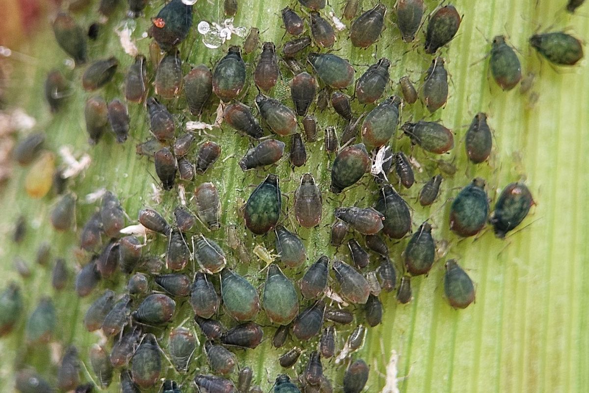 Aphids on a leaf