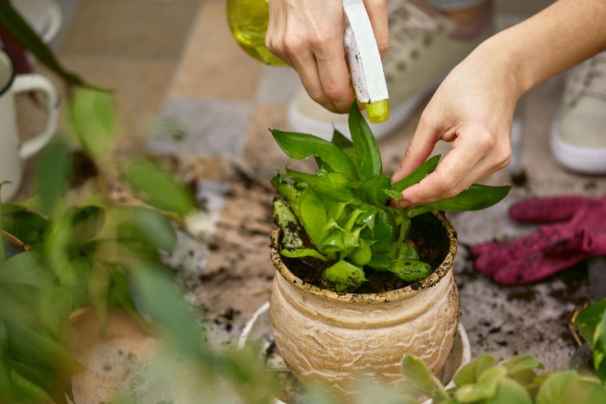 Applying neem oil to an indoor plant