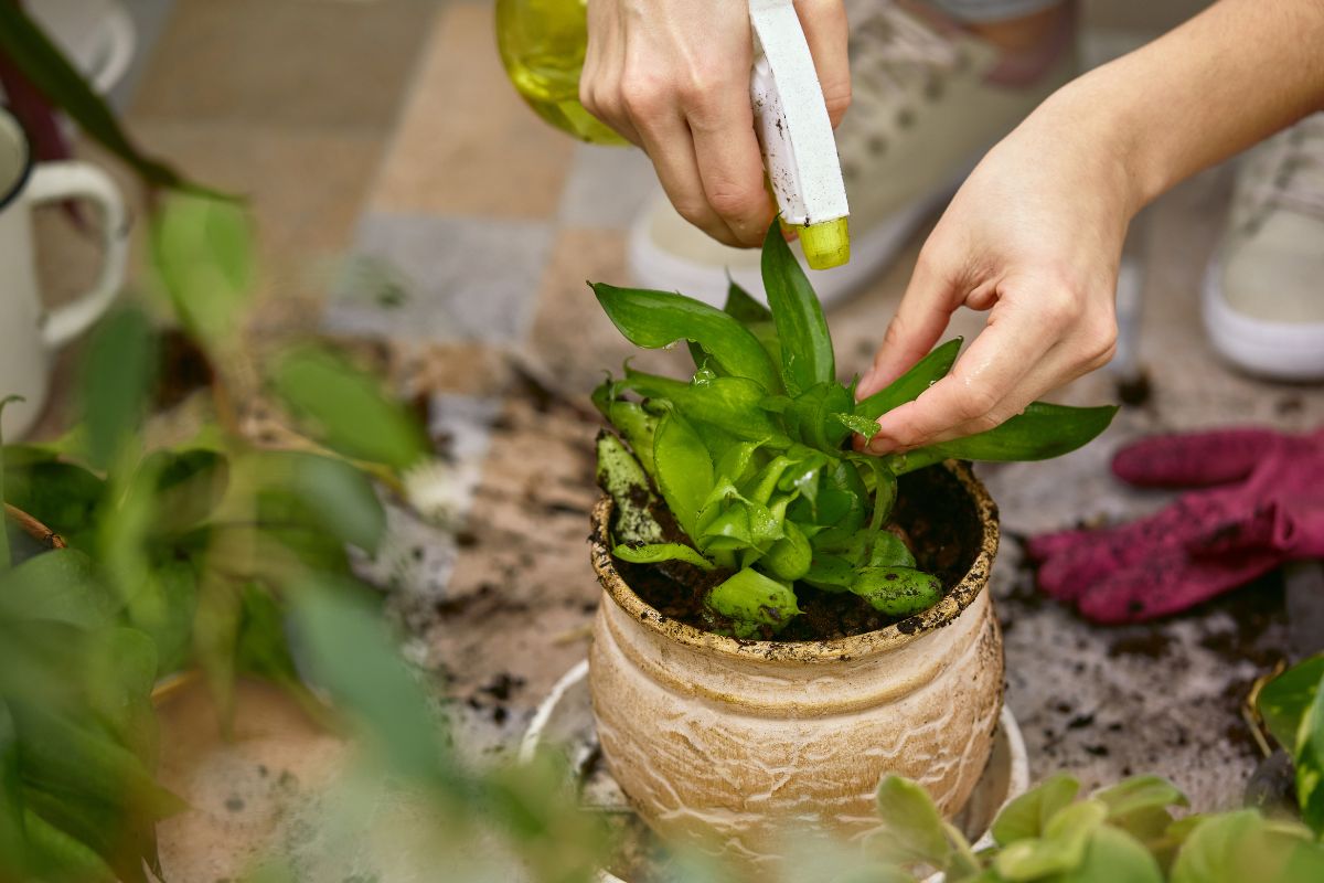 Applying neem oil to an indoor plant