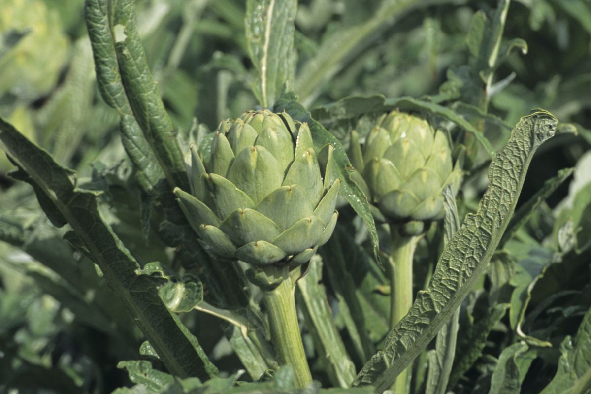 Two globe artichoke buds on a plant in the garden