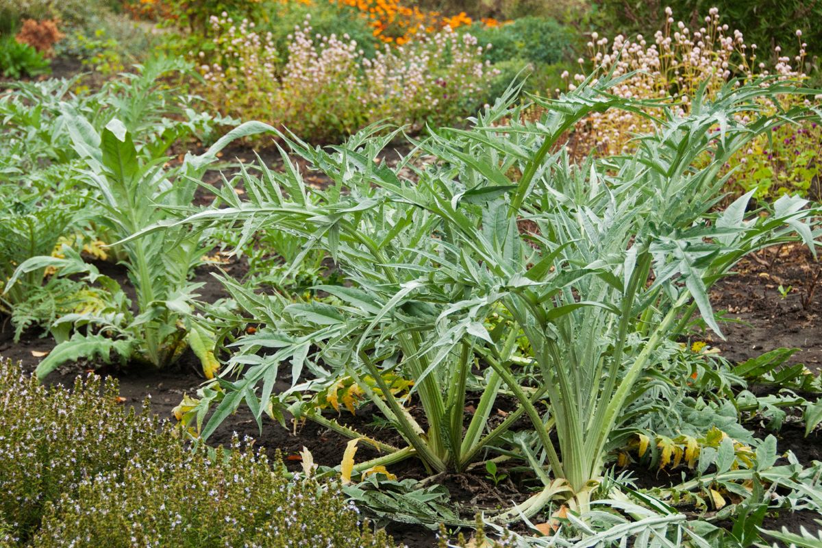 Artichoke plants growing in a vegetable garden