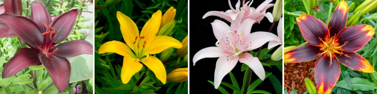A selection of Asiatic lilies