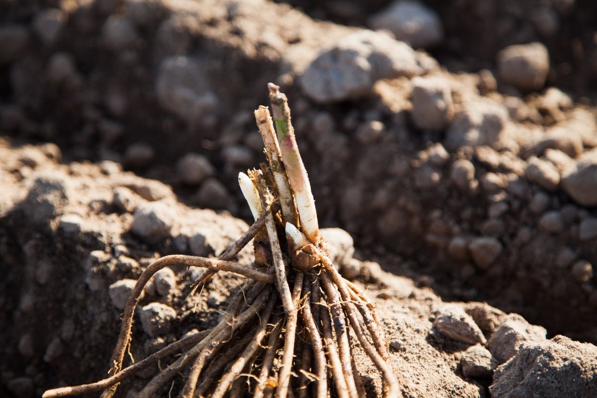An asparagus crown sitting on soil
