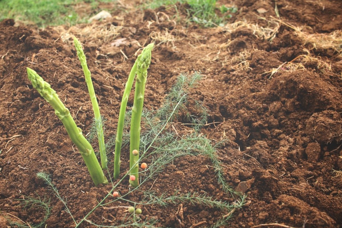 Asparagus spears emerging from the soil