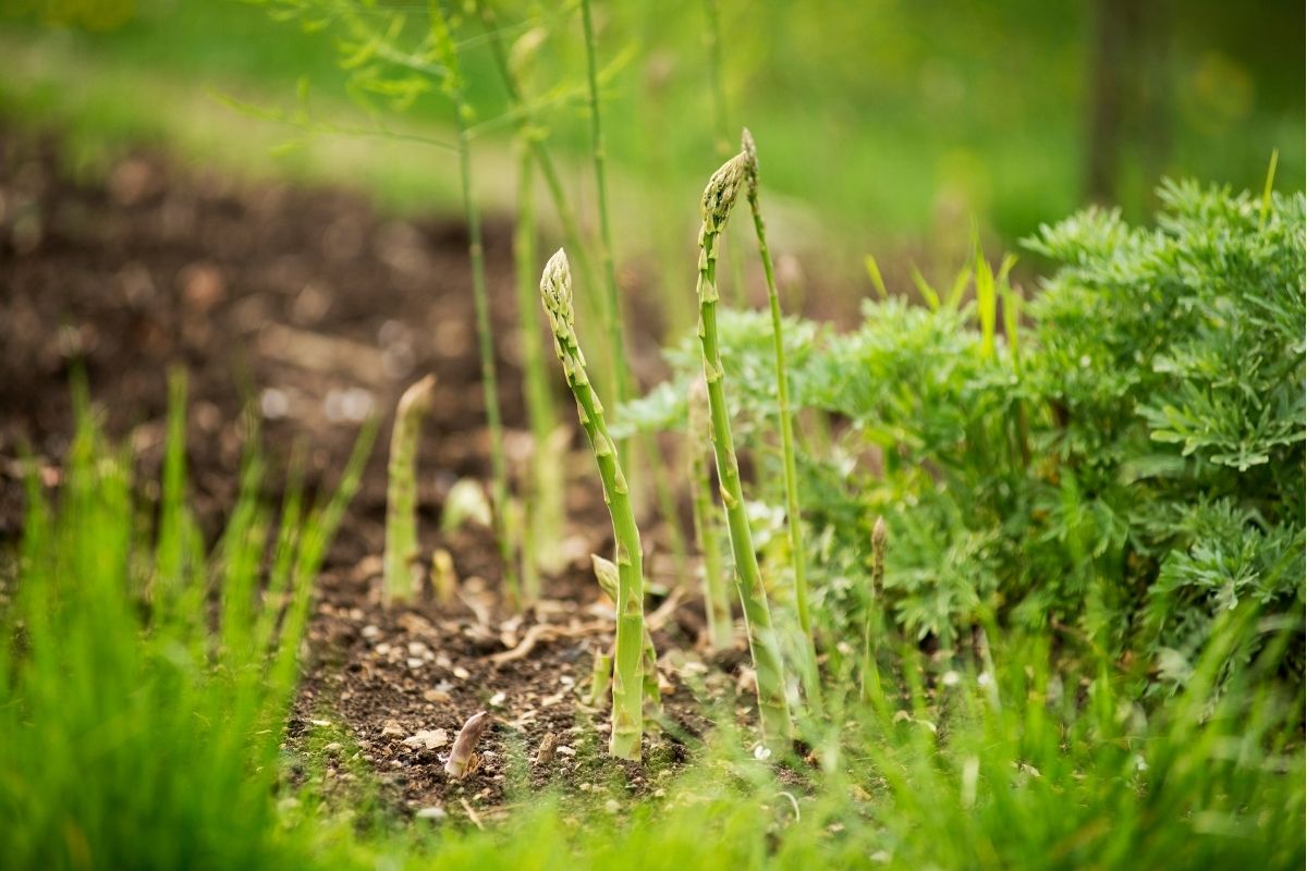 Asparagus spears emerging in a garden bed