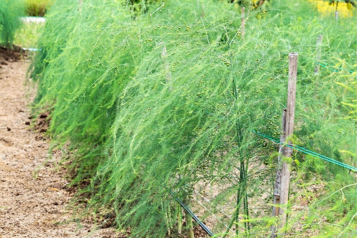 Asparagus foliage on a trellis