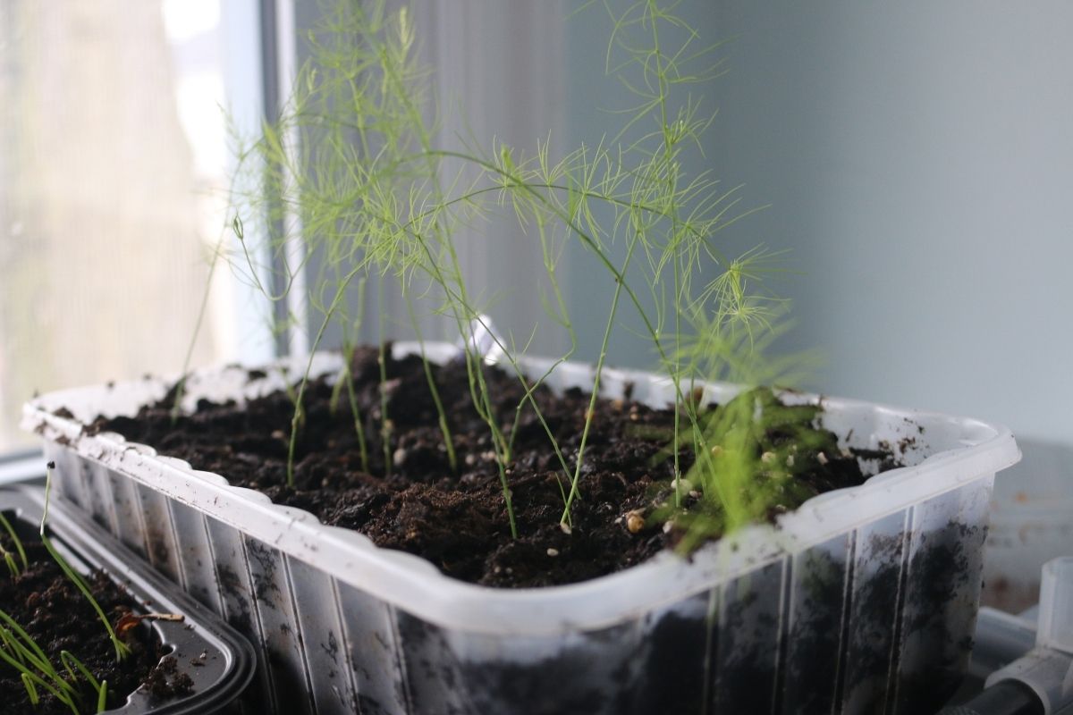 Young asparagus seedlings being grown indoors in a container