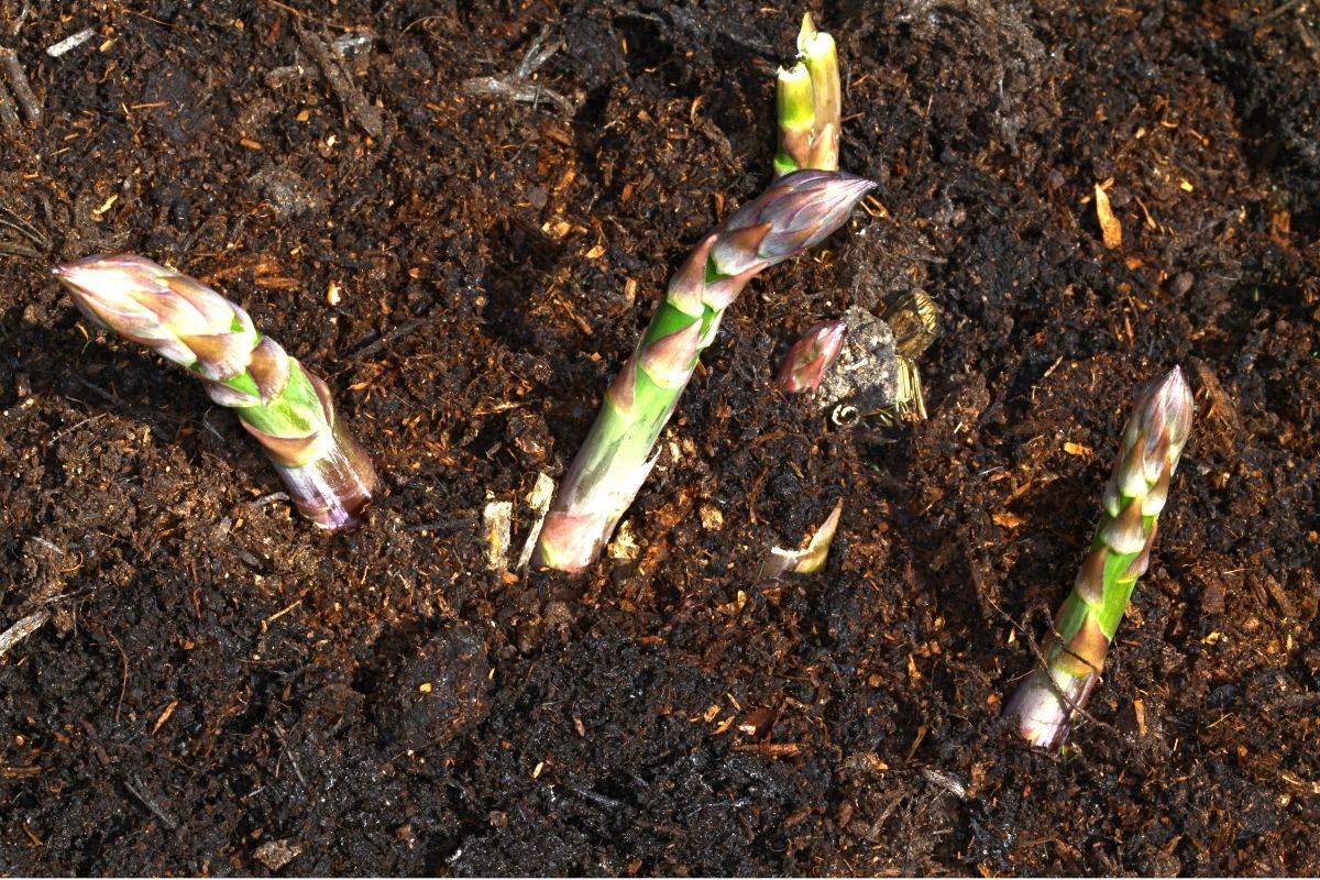 Asparagus spears emerging from the soil in spring