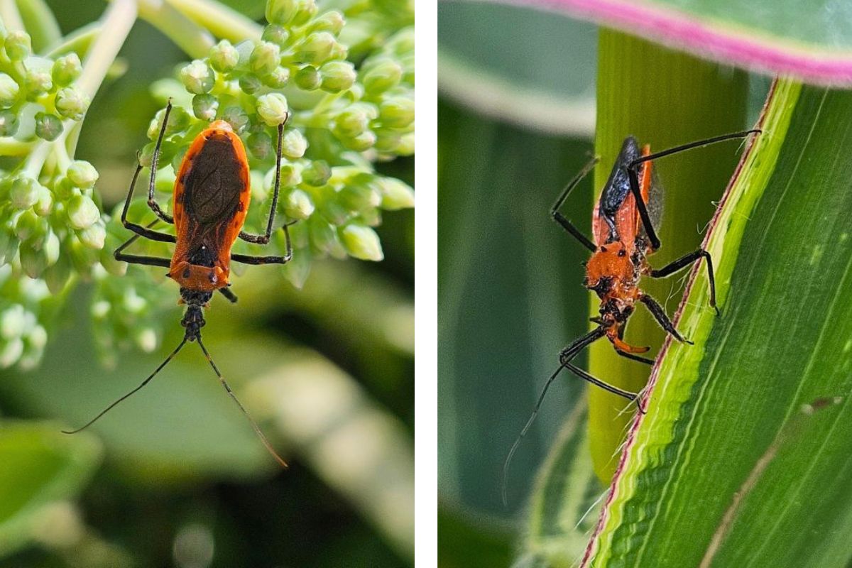 Assasin Bug