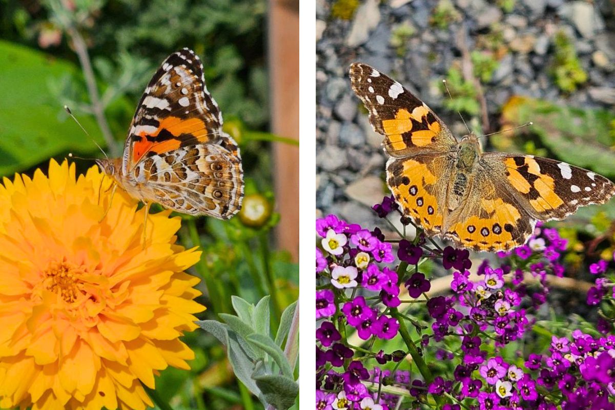 Australian Painted Lady Butterfly