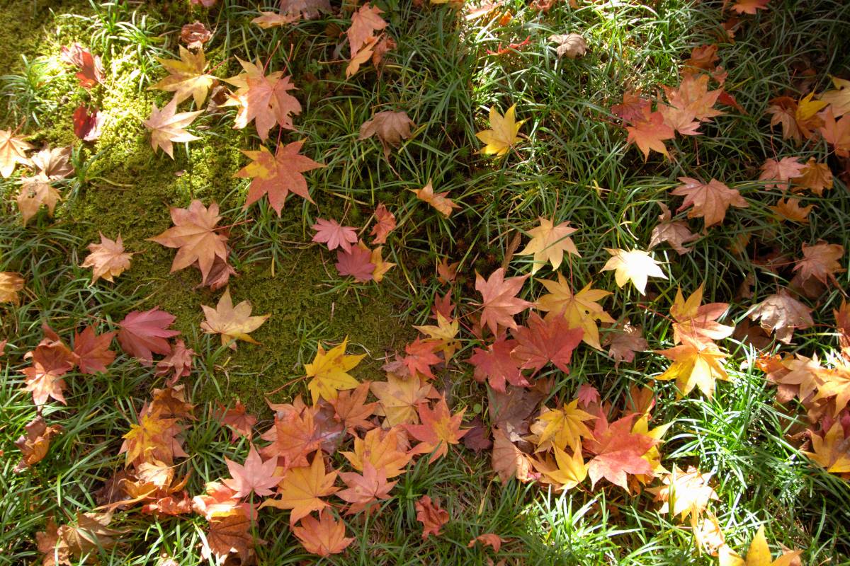 Autumn leaves on a lawn