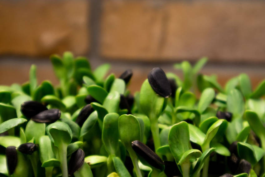 Baby leaf seedlings