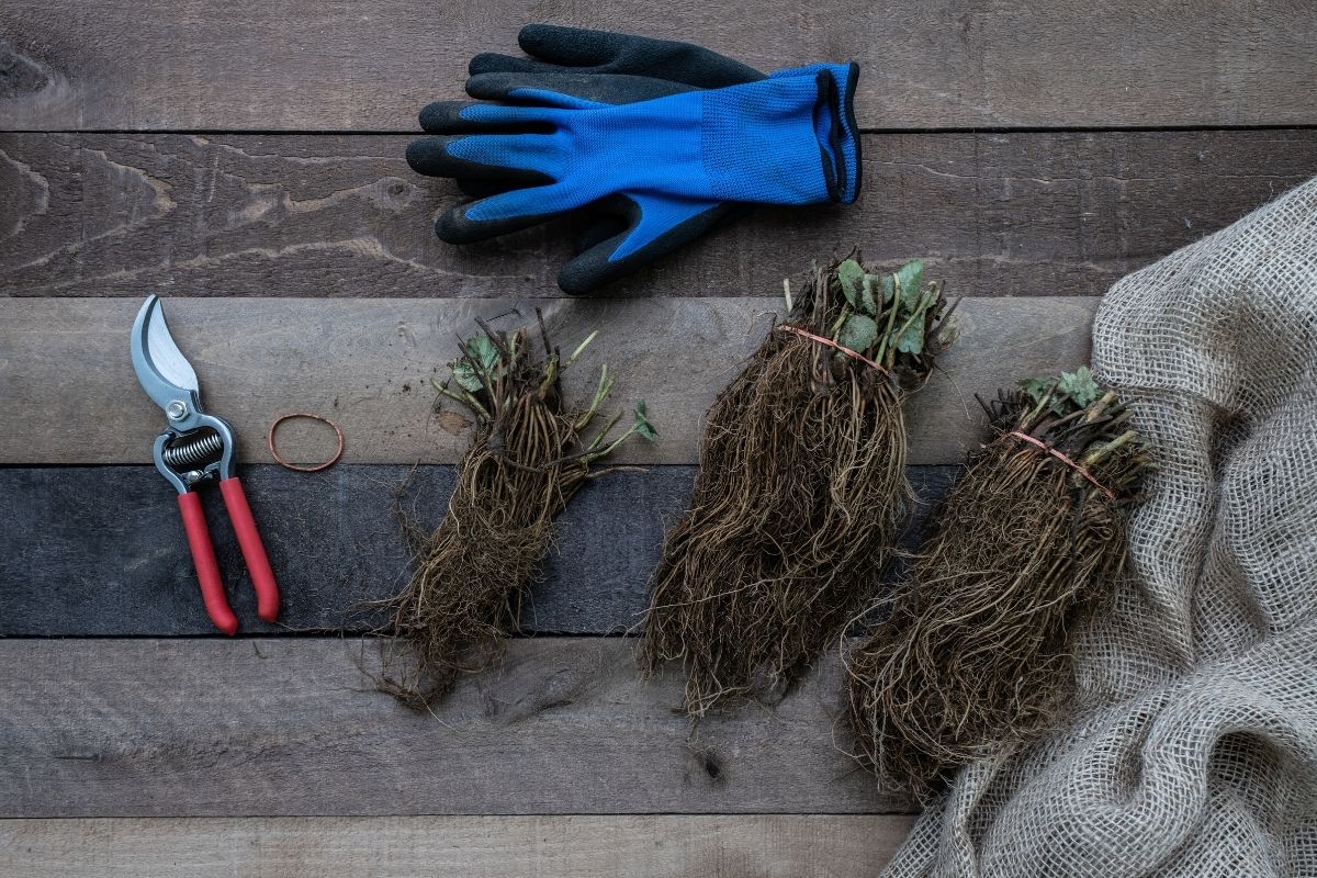 Bundles of bare rooted strawberry runners with a pair of secateurs and some gardening gloves on decking