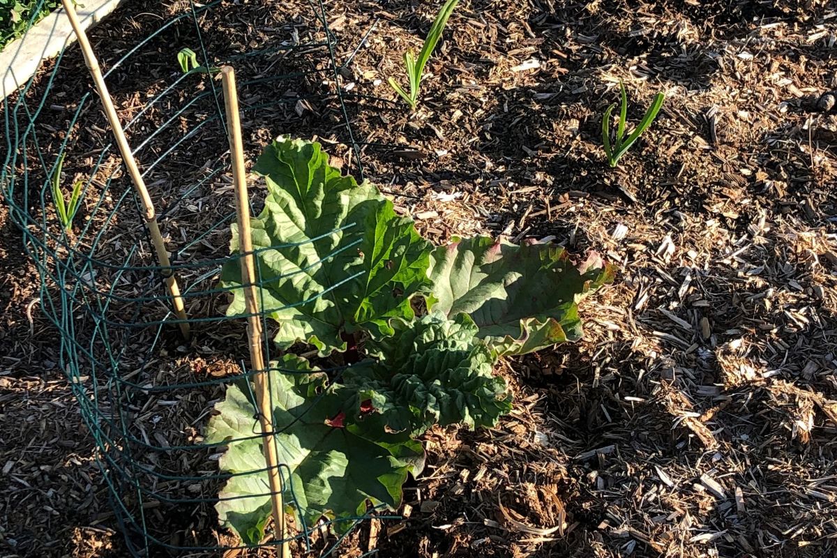 Wire mesh and bamboo barrier around an established rhubarb plant