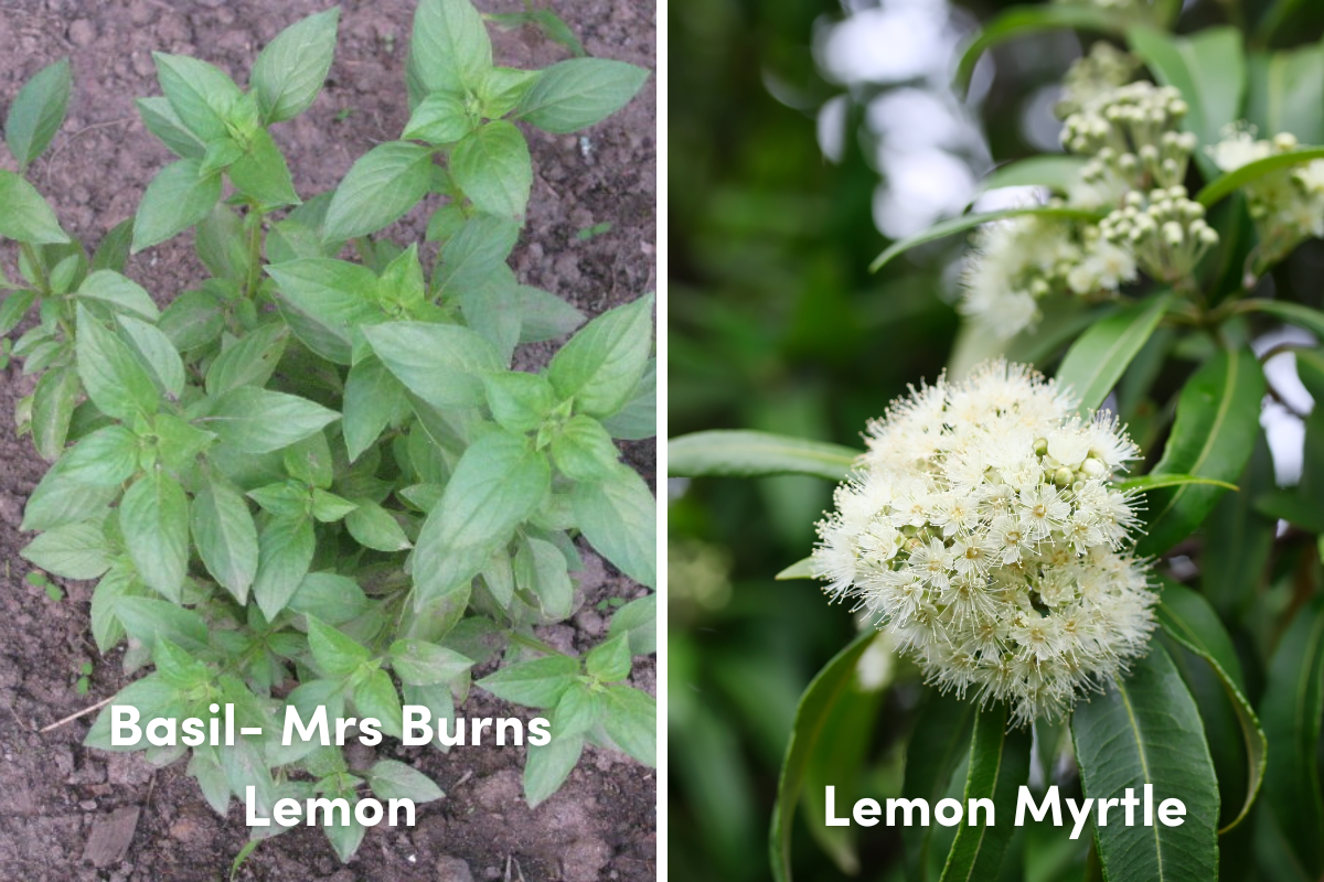 Basil and lemon myrtle plants