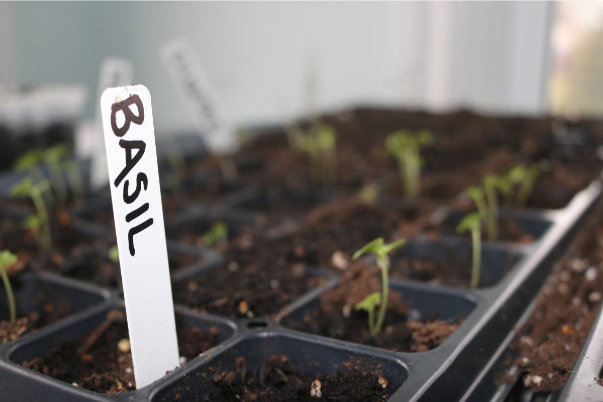 Basil seedlings growing in a propagation tray