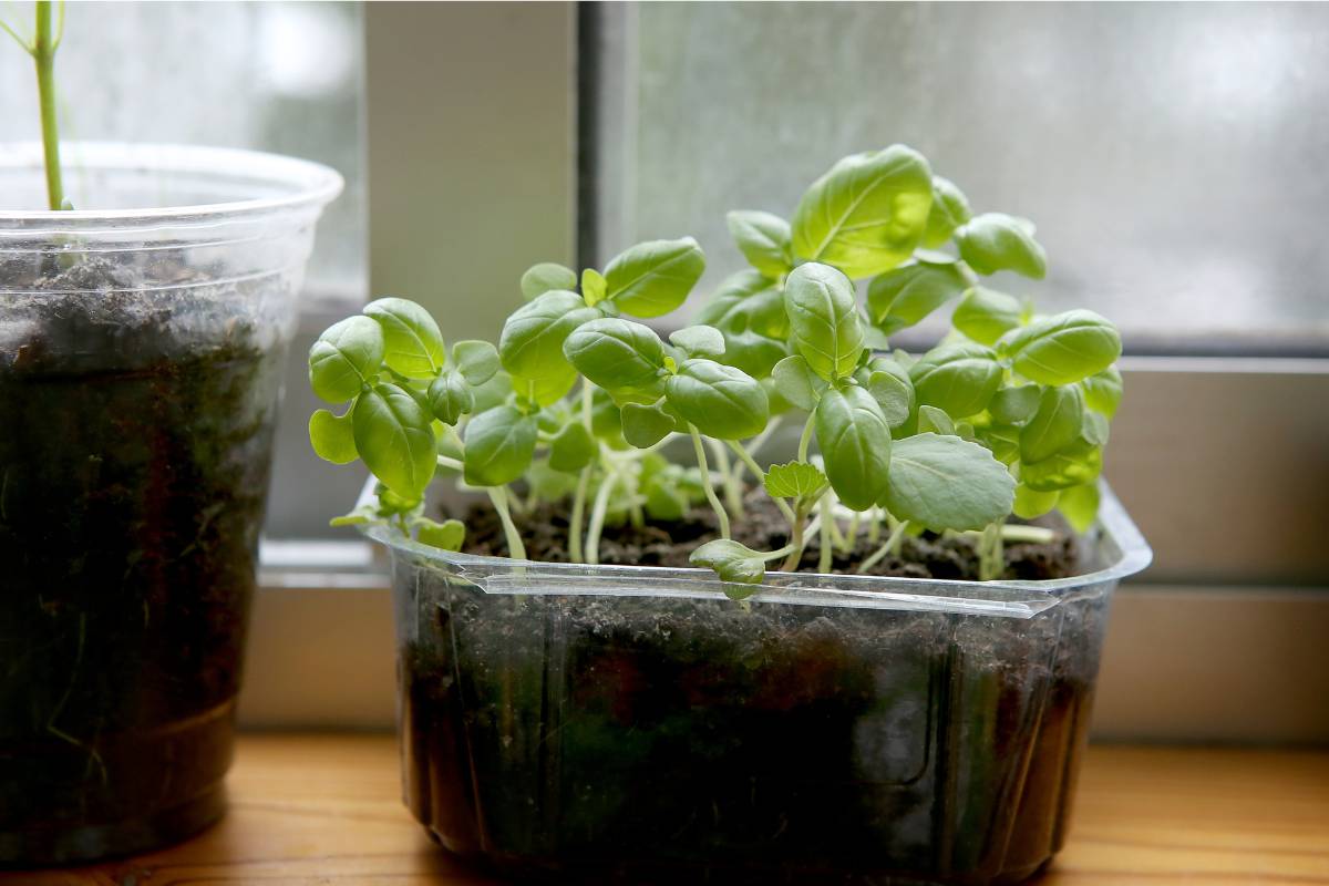 Basil seedlings in a container on a brightly lit windowsill