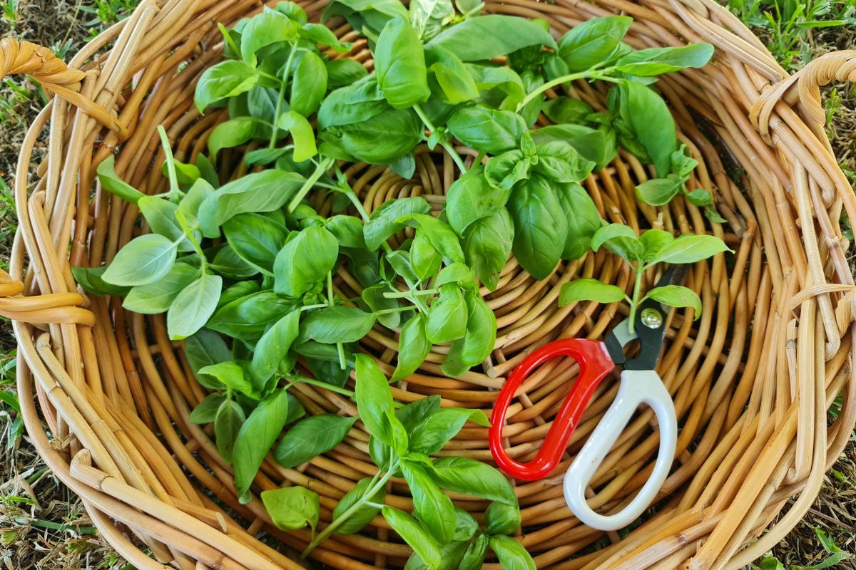 Basil harvest