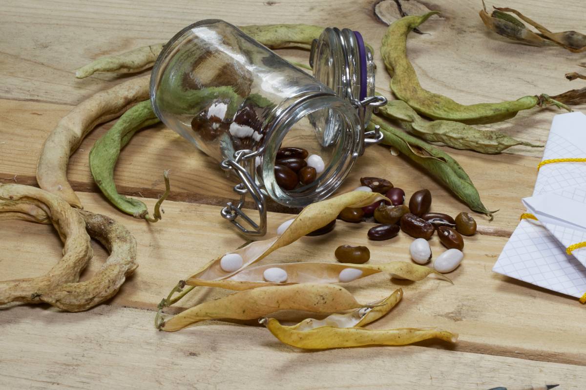 Bean seeds dried and ready for storage in glass jars