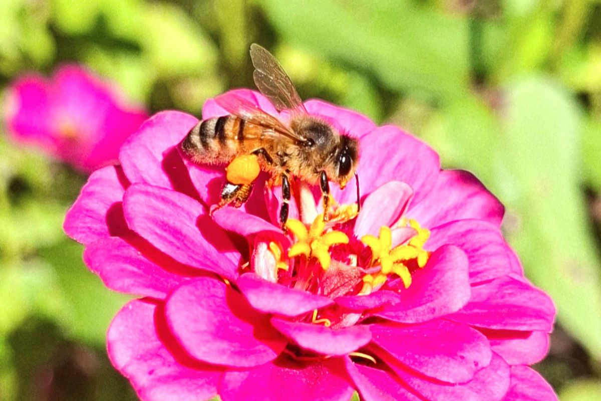 Bees pollen basket on zinnia