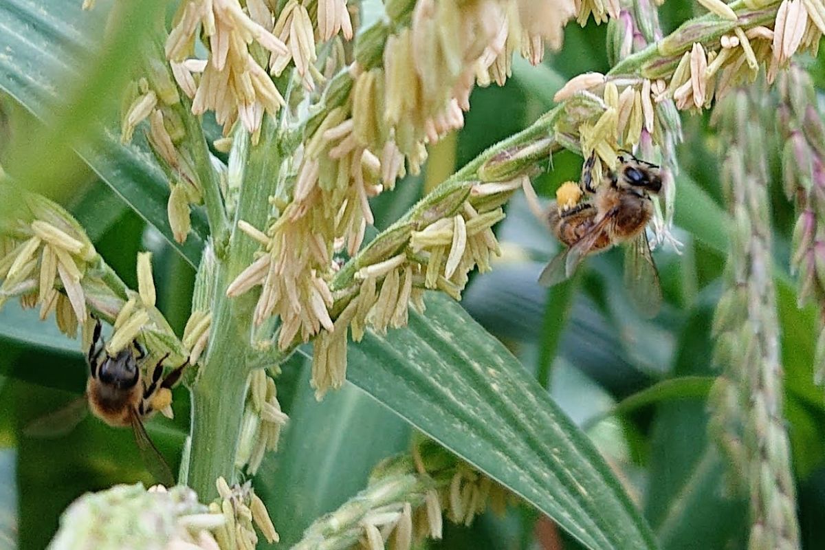 Bees collecting pollen from corn plants