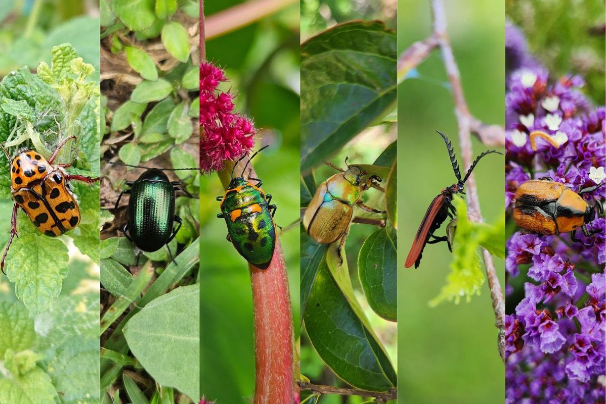 Beetle Collage