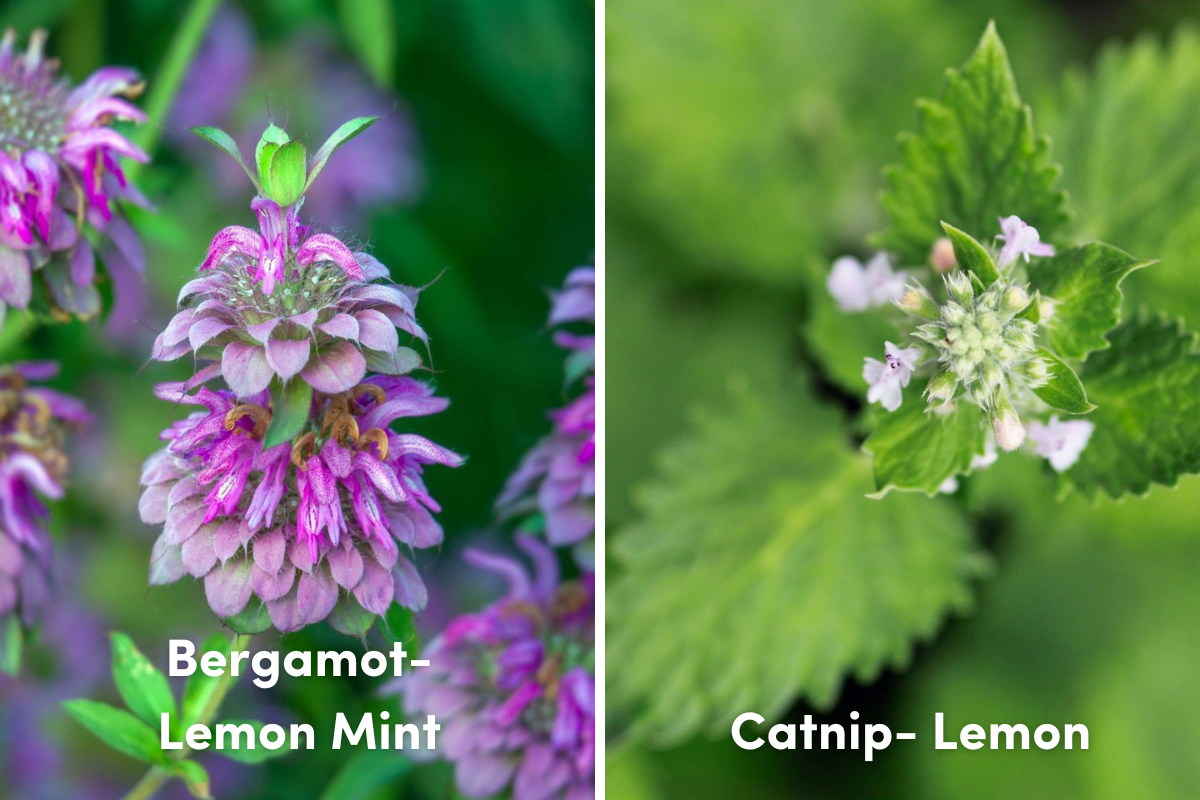 Bergamot and catnip plants