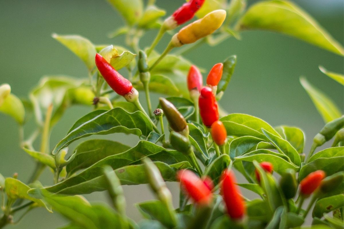 Ripe birdseye chillies growing on a chilli plant