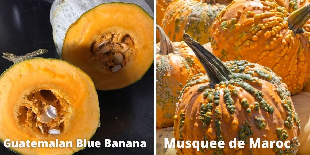 Heirloom winter squash 'Guatemalan Blue Banana' and 'Musquee de Maroc'