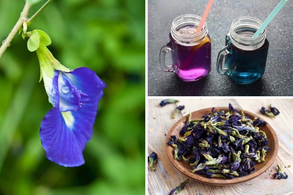 Blue butterfly pea flower, dried and used in drinks