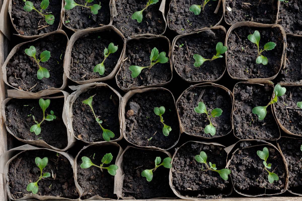 A tray of very small brassica seedlings with their first green leaves growing in paper pots