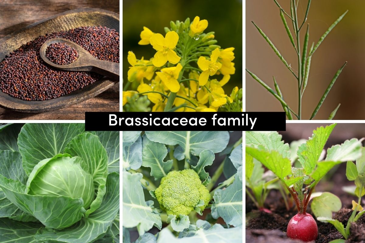 Seeds, flowers, seed pods and examples of the brassica family