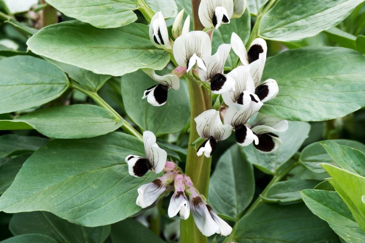 Broad bean flowers have a delicious flavour