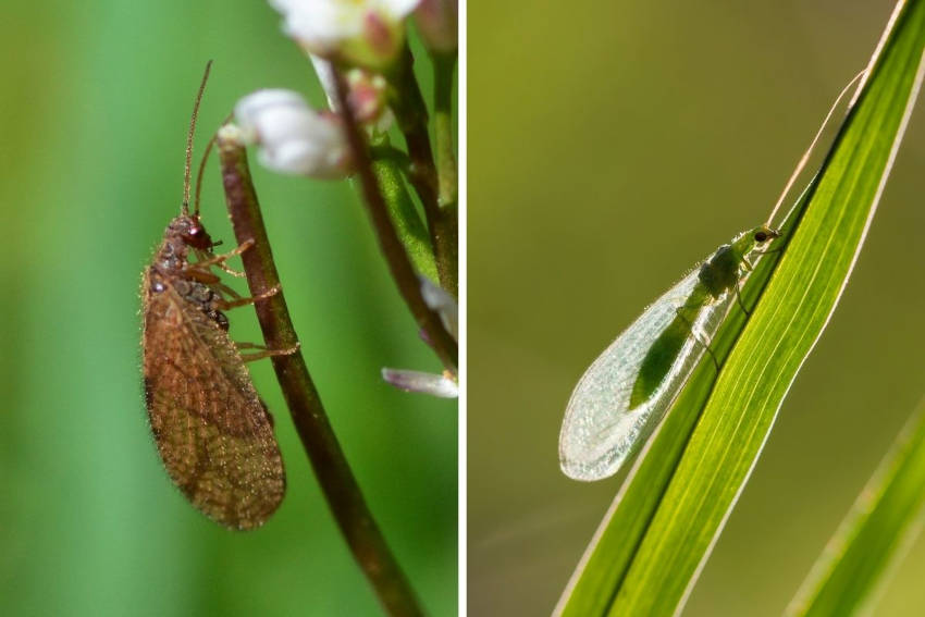 Brown and green lacewing insects
