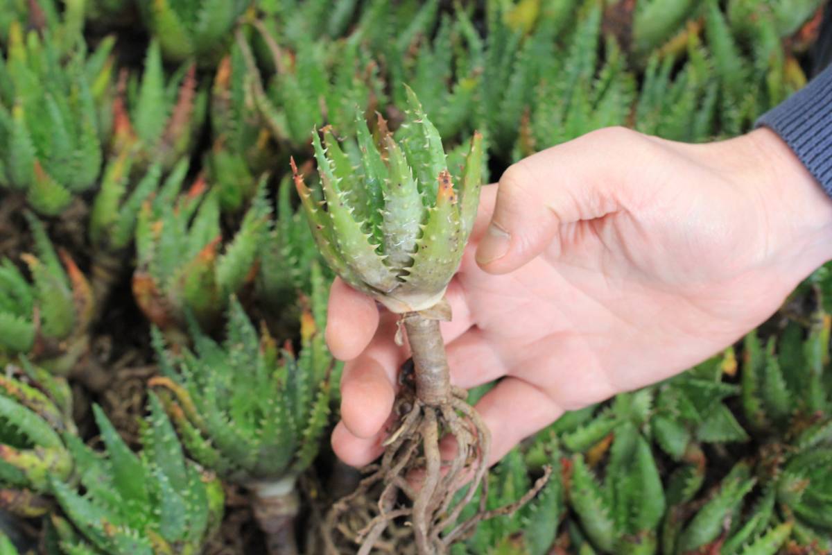 A photo of a bare-rooted 'Bumble Bee' aloe plant