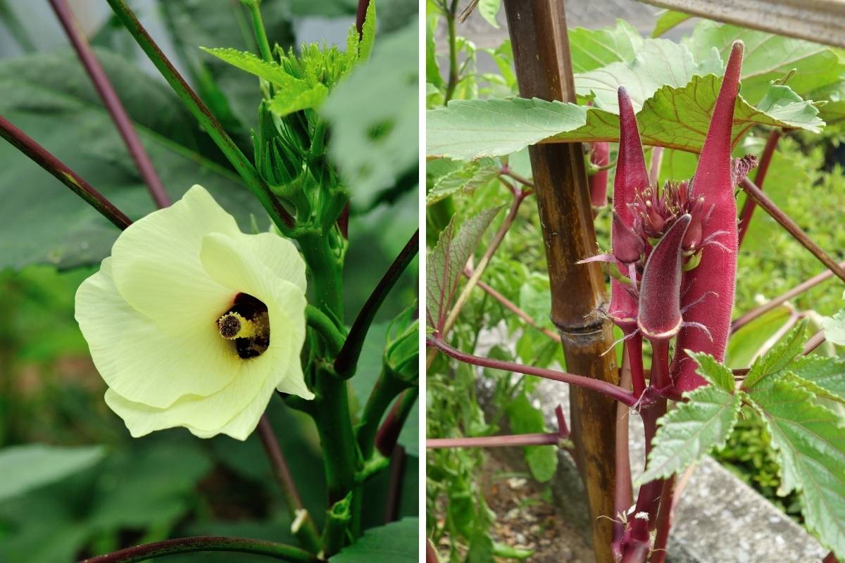 Burgundy okra flowers and pods