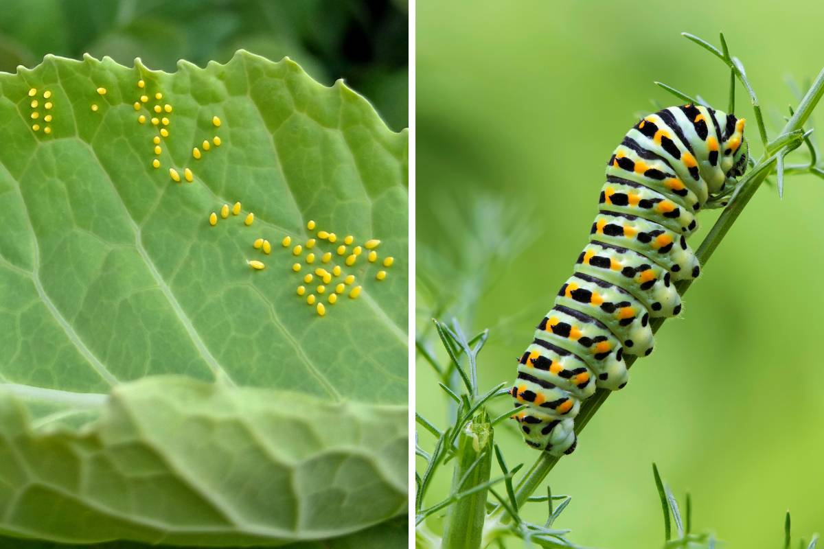 Butterfly eggs and monarch caterpillar