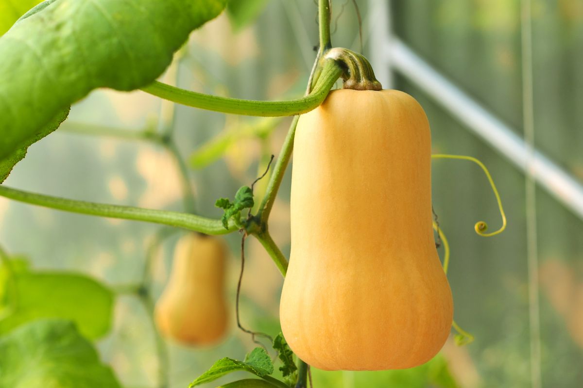 Butternut pumpkins growing on a trellis